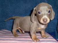 ÇİFTLİĞİMİZDEN A KALİTE DACHSHUND BEBEKLER