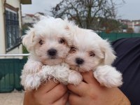 Maltese yavru bebekler