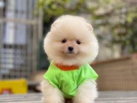 Pomeranian boo yavru