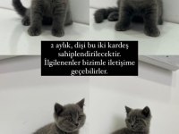 TATLIŞ BRİTİSH SHORTHAİR KEDİLER
