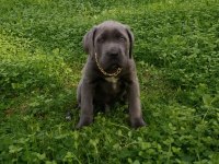Cane corso blue yavrumuz erkek