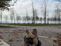 French bulldog köpeğimiz