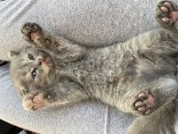 Scottish fold yavru