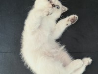 2.5 aylık erkek scottish fold