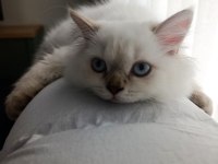 Safkan British Blue Point Yavrumuz