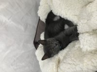British shorthair yavru