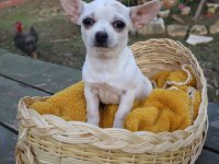 Chihuahua Dişi Yavru Elma Kafa Küt Burun