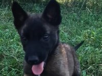 Üst Düzey Safkan Belçika Malinois Bebekler
