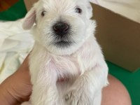 Safkan Minyatür Schnauzer