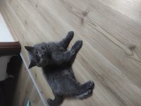 Sahiplendirme british shorthair