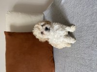 Maltipoo yavrular