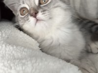British shorthair erkek ve sevimli