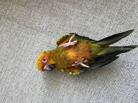 EL BESLEME BEBEK GÜNEŞ KONUR PAPAĞANI