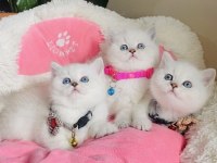 Maviş point British shorthair bebeğim 