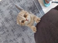 Scottish fold dişi 4 aylık
