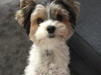 MALTESE ERKEK DİŞİ YAVRULARIMIZ