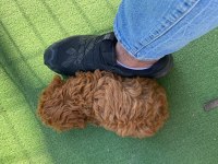 Kore kanı orijinal Red Brown Toy Poodle dişi