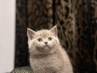 Brıtısh Shorthair Lılak Yavrularım