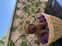 Show kalite poodle yavrularımız sizleri bekliyor