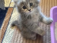 Dişi British Longhair Kedisi