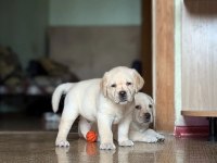TÜRKİYENİN EN ÖZEL ÇİFLİĞİNDEN LABRADOR YAVRULARI 