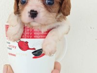 Anne altından cavalier King charles