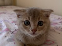 Dişi Ve Erkek Scottish Fold Yavrumuz