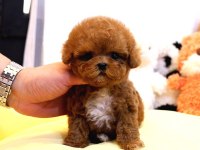 TOY POODLE YAVRULARIM