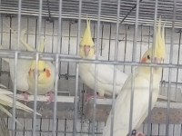 Ele Alıştırmalık Yavru Lutino Sultan Papağanı