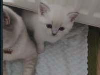 British Blue point dişi sağlıklı yavru