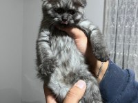 Scottish fold kedisi