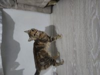 Temas bağımlısı kedimiz ismi çiçek.