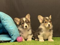 Pembroke Welsh Corgi Yavruları - Club K9 Güvencesiyle