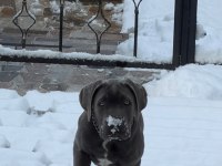 BLUE MAVİ GÖZ CANE CORSO YAVRULAR