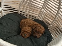 Toy poodle sıfır boy
