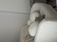 British Shorthair Yavru