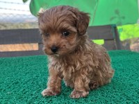 Baba kore poodle maltipoo dişi yavru