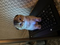7 aylık scottish fold erkek