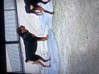 Sahibinden rottweiler