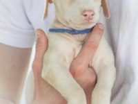 Albino doberman köpeği