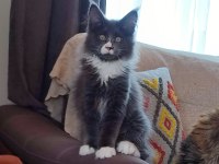 Safkan şecereli geleceğin şampiyon adayı maine coon