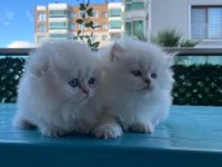 ASİL SCOTTİSH STRAİGHT PRENS- LONGHAİR