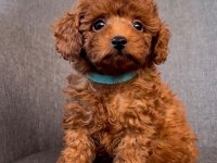 TOY POODLE YAVRULAR