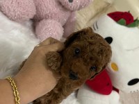 Sağlık Ve Irk Garantili Toy Poodle