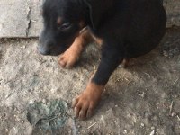 Doberman 35 günlük dişi