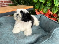 2.5 aylık full secere shih tzu yavruları