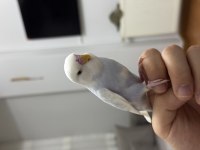 PAMUK ELE ALIŞIK MUHABBET KUŞU
