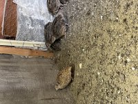 Taze Bıldırcın ve Bıldırcın Yumurtası Satışı