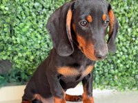 Choco tan ve Black tan Dachshund Yavrular