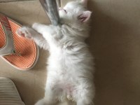 British longhair yavrular